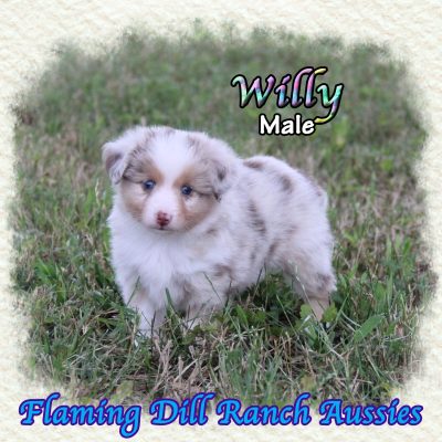 Willy 6