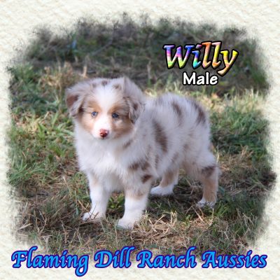 Willy 9