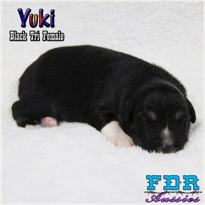 Yuki 1