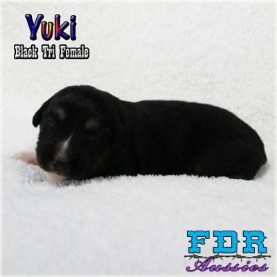 Yuki 2