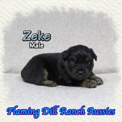 Zeke 1