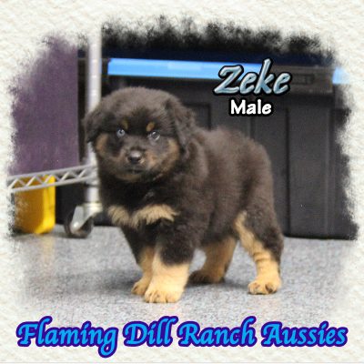 Zeke 10