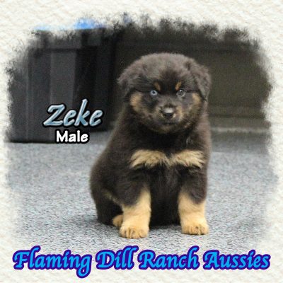Zeke 11