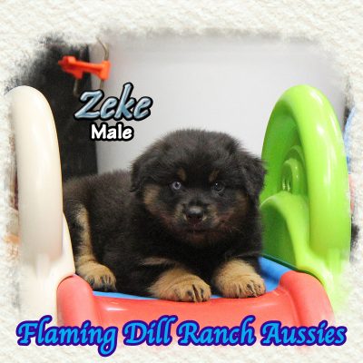 Zeke 12