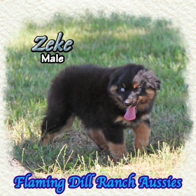 Zeke 13