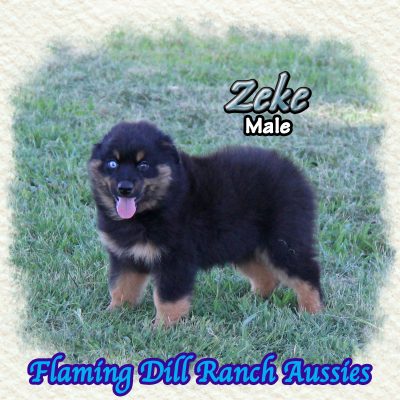 Zeke 14