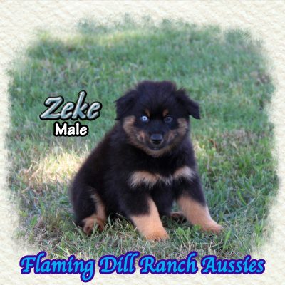 Zeke 15