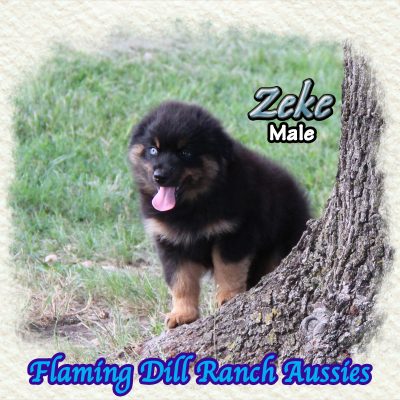 Zeke 16