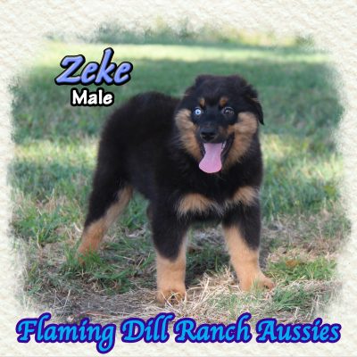 Zeke 17