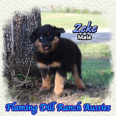 Zeke 18