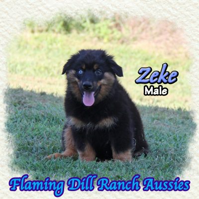 Zeke 19