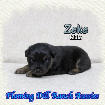 Zeke 2