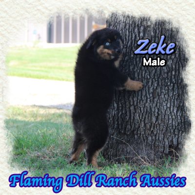 Zeke 20