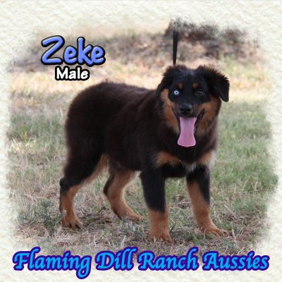 Zeke 21