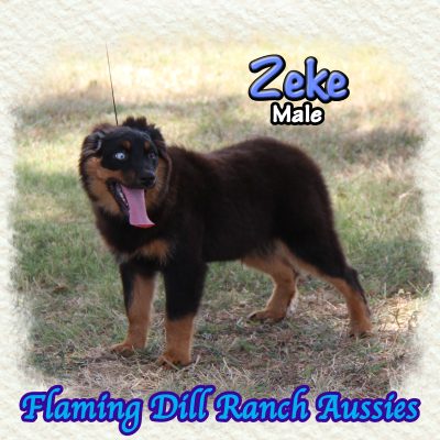 Zeke 22