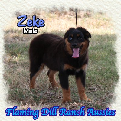 Zeke 24