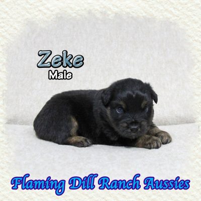 Zeke 3