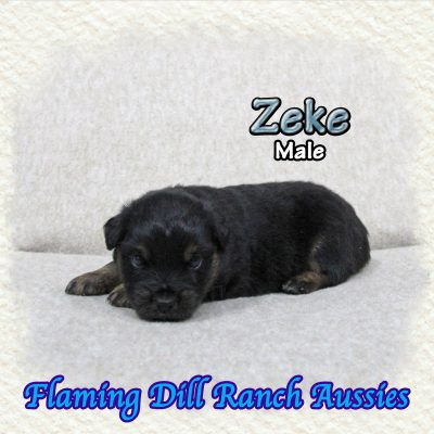 Zeke 4