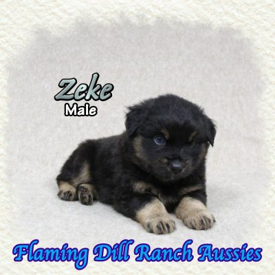 Zeke 7