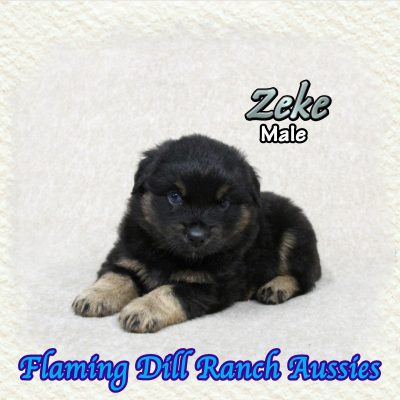 Zeke 8