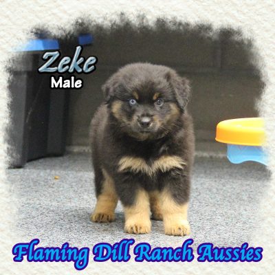 Zeke 9