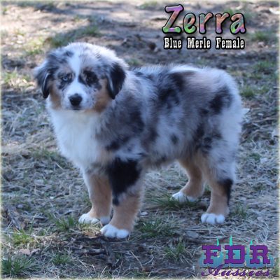Zerra 21