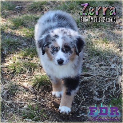Zerra 23