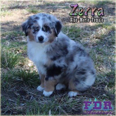 Zerra 24