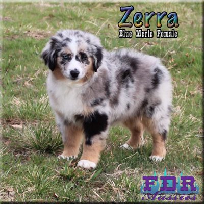 Zerra 25