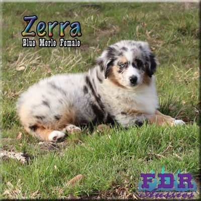 Zerra 28