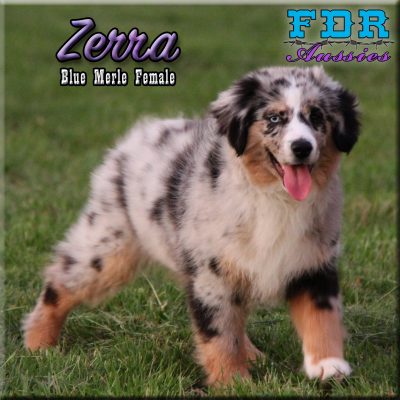 Zerra 33