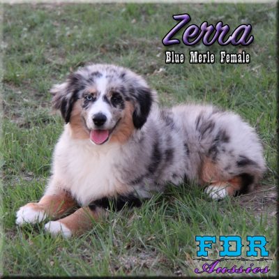Zerra 34