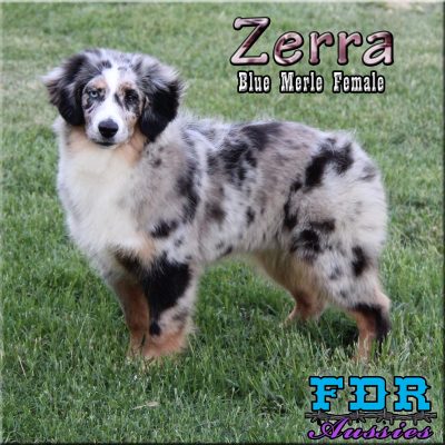 Zerra 37
