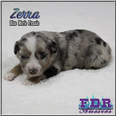 Zerra 7