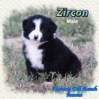 Zircon 11