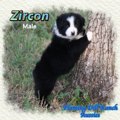 Zircon 12