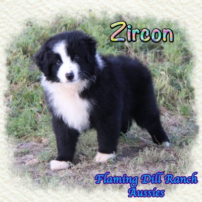 Zircon 13