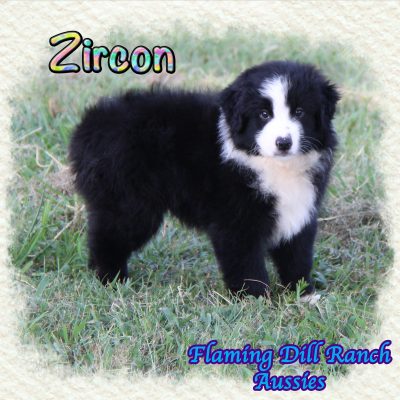 Zircon 14