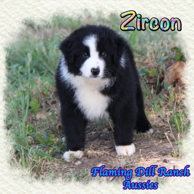 Zircon 16