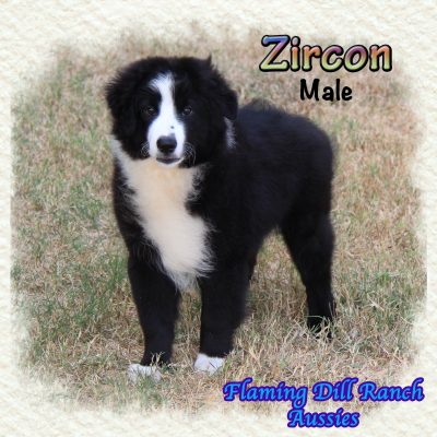 Zircon 17