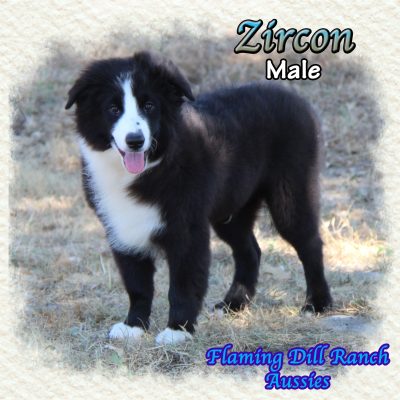 Zircon 21