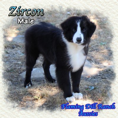 Zircon 22