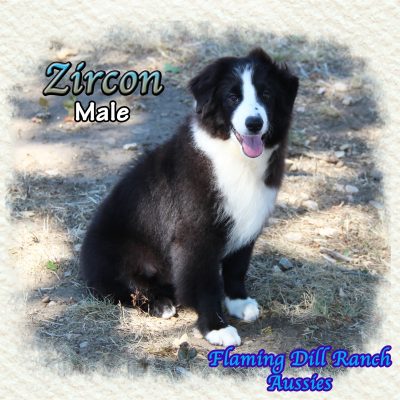 Zircon 23