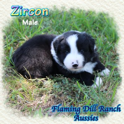 Zircon 5