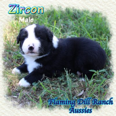 Zircon 6