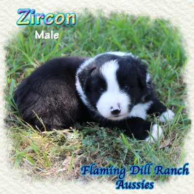 Zircon 7