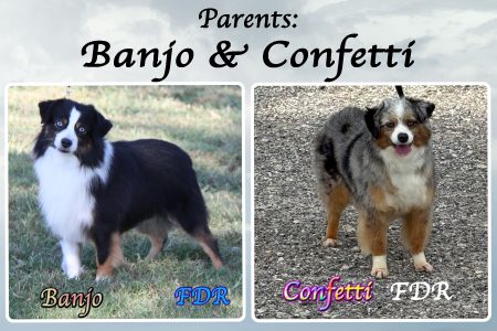 z Banjo & Confetti